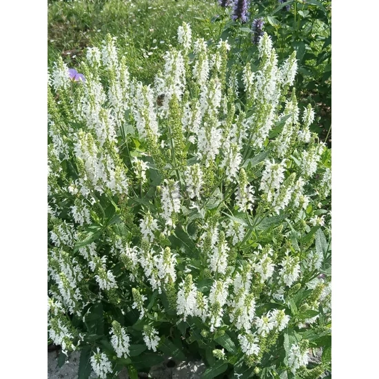 Ligeti zsálya - Salvia nemorosa 'Schneehügel'