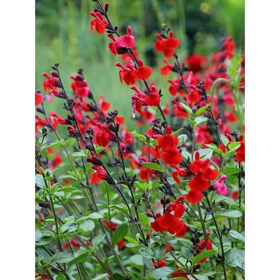Őszi zsálya - Salvia greggii 'Royal Bumble'