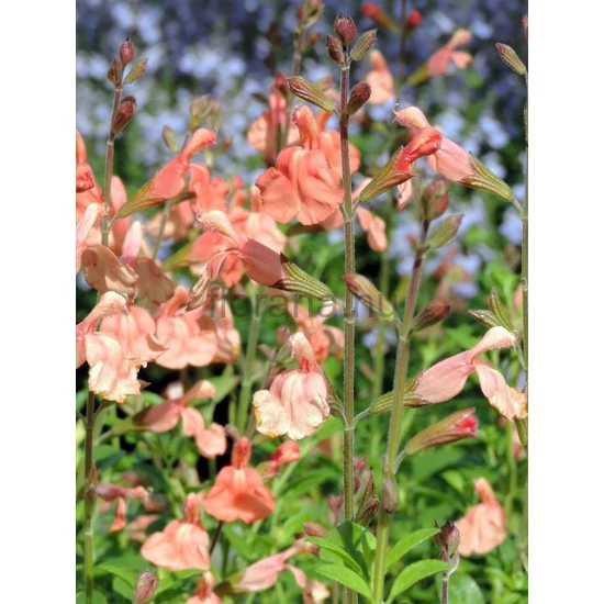 Kislevelű zsálya - Salvia microphylla 'Papajan'