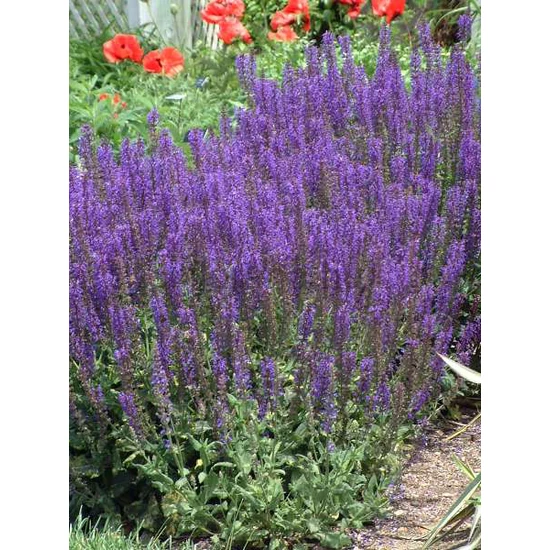 Ligeti zsálya - Salvia nemorosa 'Mainacht'