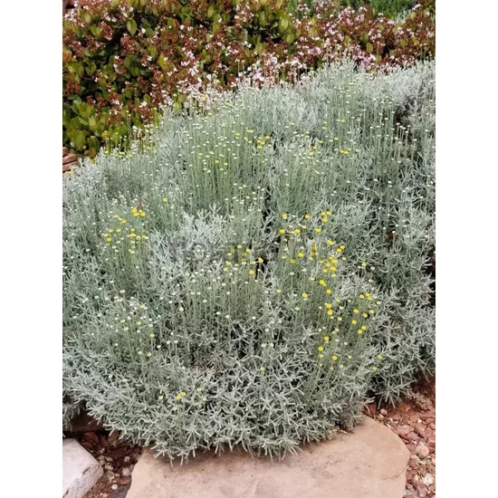 Hamvas cipruska - Santolina chamaecyparissus 'Lambrook Silver'