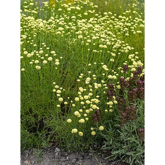 Zöld cipruska - Santolina rosmarinifolia
