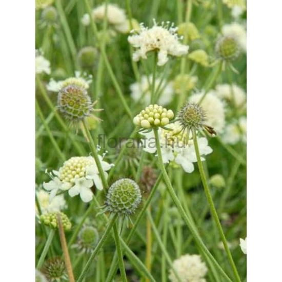 Vajszínű ördögszem - Scabiosa ochroleuca 'Moon Dance'