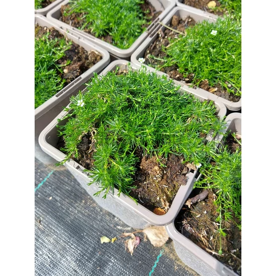 Szálkás zöldhúr - Sagina subulata