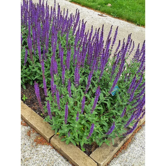 Ligeti zsálya - Salvia nemorosa 'Caradonna'