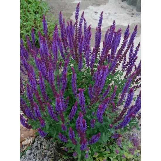 Ligeti zsálya - Salvia nemorosa 'Violettkönigin'