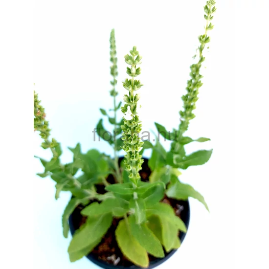 Ligeti zsálya - Salvia nemorosa 'Merleau White'