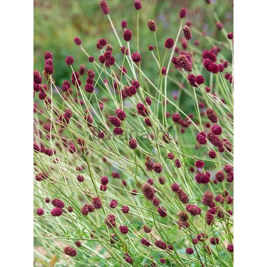 Őszi vérfű - Sanguisorba officinalis 'Joni'