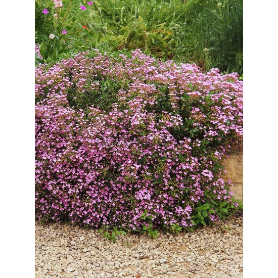 Gyepes szappanfű - Saponaria ocymoides