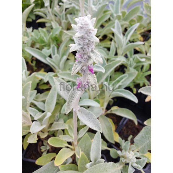 Gyapjas tisztesfű - Stachys byzantina