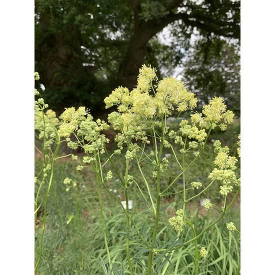 Fényes borkóró - Thalictrum lucidum