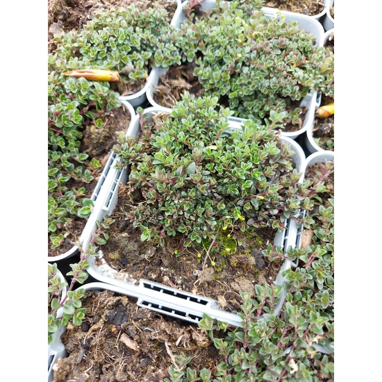 Kúszó kakukkfű - Thymus serpyllum 'Magic Carpet'