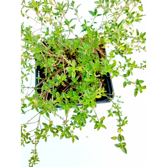 Citromillatú kakukkfű - Thymus citriodorus 'Aureus'