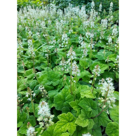 Karéjos turbántok - Tiarella wherryi