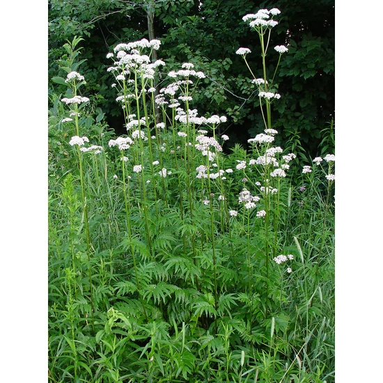 Orvosi macskagyökér - Valeriana officinalis