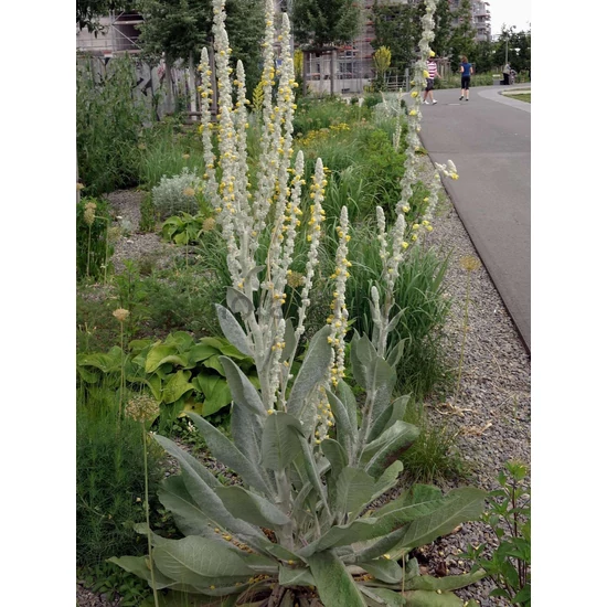 Gyapjas ökörfarkkóró - Verbascum bombyciferum
