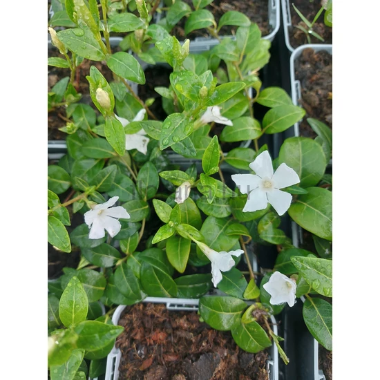 Kis meténg - Vinca minor 'Alba'