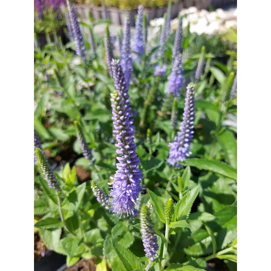 Macskafarkú veronika - Veronica spicata 'Candela Blue'