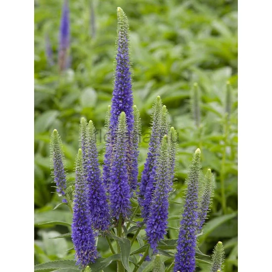 Macskafarkú veronika - Veronica spicata 'Royal Candles'