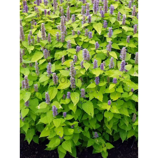 Izsópfű - Agastache rugosa 'Golden Jubilee'