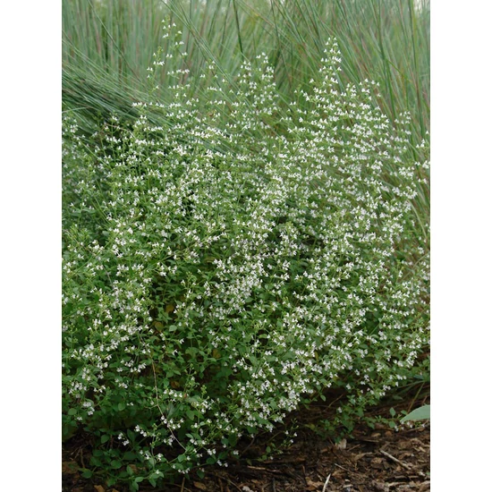 Mirigyes pereszlény - Calamintha nepeta 'White Cloud'