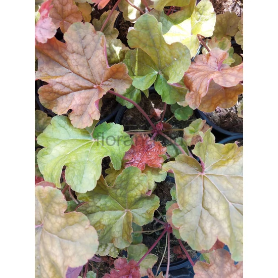 Hibrid tűzeső - Heuchera 'Arabica'