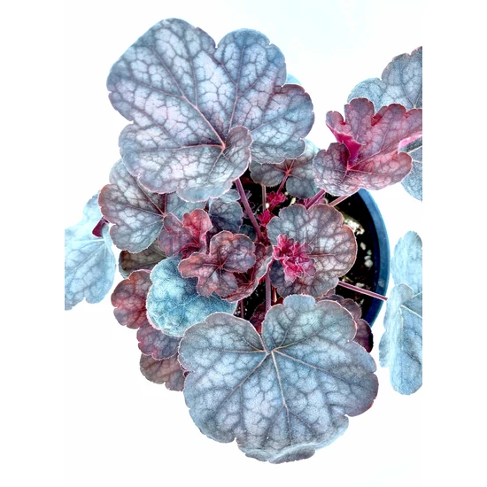 Hibrid tűzeső - Heuchera 'Regina'