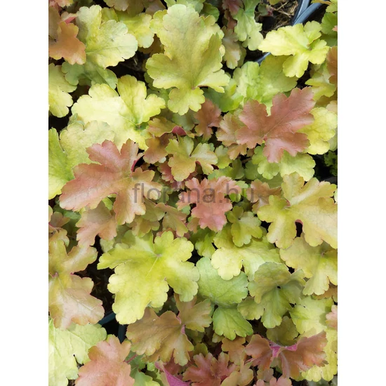 Hibrid tűzeső - Heuchera 'Rockies Amber'