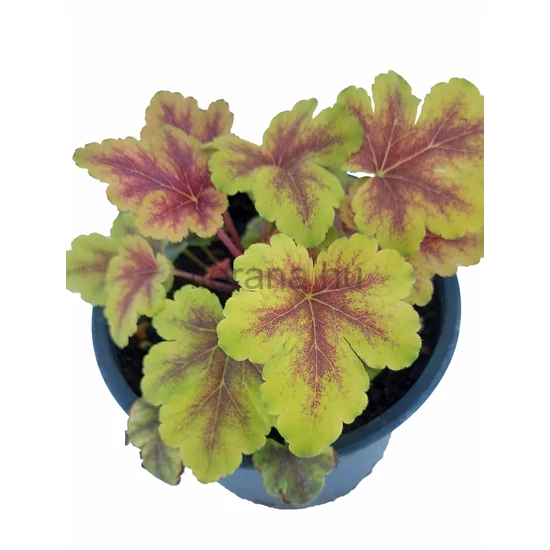 Tűzeső - Heucherella 'Gold Zebra'
