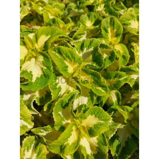 Díszcsalán - Coleus 'Wizard Jade'