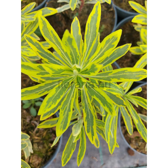 Színeváltó kutyatej - Euphorbia martiniii 'Ascot Rainbow'