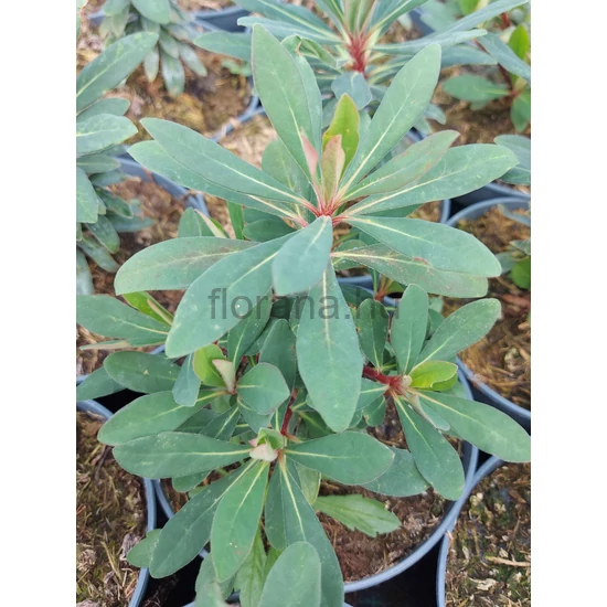 Színeváltó kutyatej - Euphorbia 'Velvet Ruby'