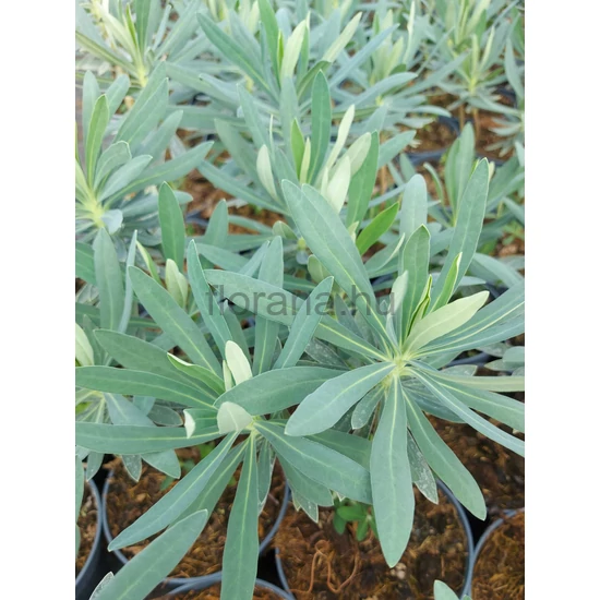 Velencei kutyatej - Euphorbia charachias 'Humpty Dumpty'
