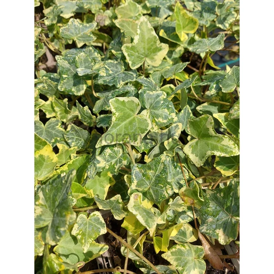 Borostyán - Hedera helix 'Golden Kolibri'