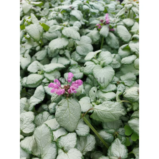 Foltos árvacsalán - Lamium maculatum 'Beacon Silver'