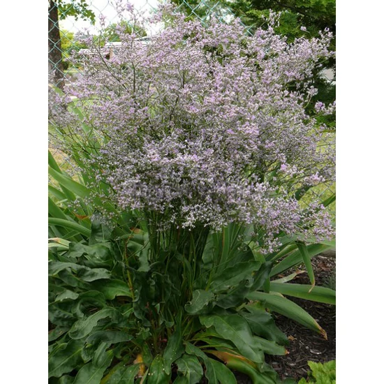 Széleslevelű sóvirág - Limonium latifolium