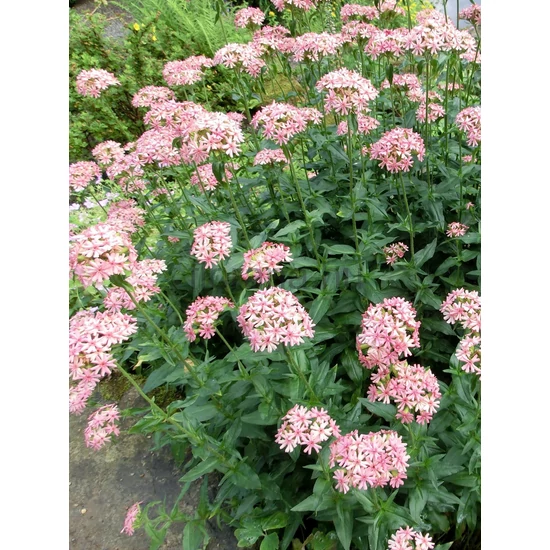 Égőszerelem - Lychnis chalcedonica 'Carnea'