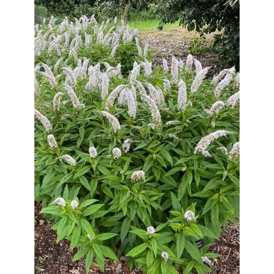 Hattyúnyakú lizinka - Lysimachia clethroides