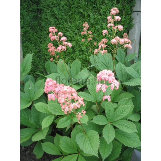 Tenyeres tópartifű - Rodgersia pinnata 'Elegans'