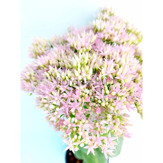 Pompás varjúháj - Sedum spectabile 'Brillant'