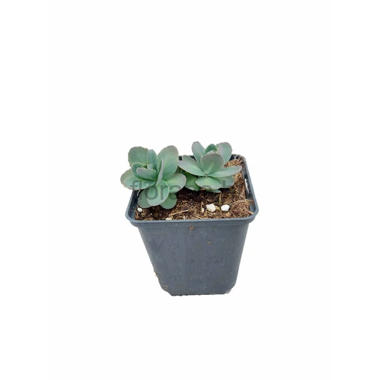 Varjúháj - Sedum telephium 'Seduction Green Pink'