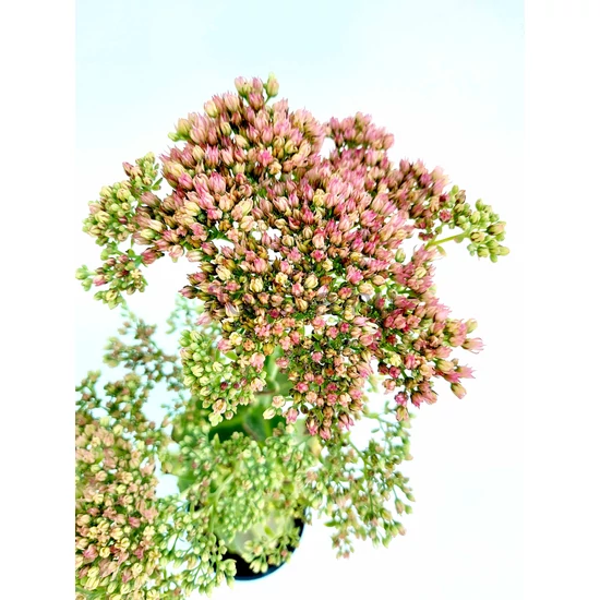 Pompás varjúháj - Sedum spectabile 'Herbstfreude'