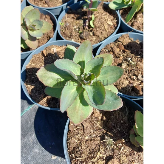Kárpáti varjúháj - Sedum telephium 'Matrona'