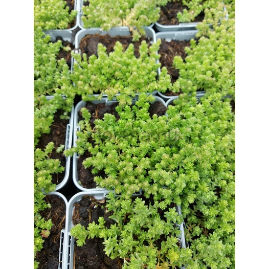 Borsos varjúháj - Sedum acre
