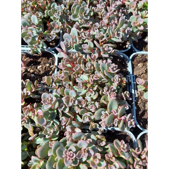 Rózsáskék varjúháj - Sedum cyaneum 'Sachalin'