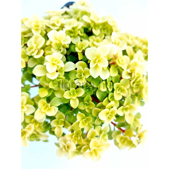 Japán arany varjúháj - Sedum makinoi 'Ogon'