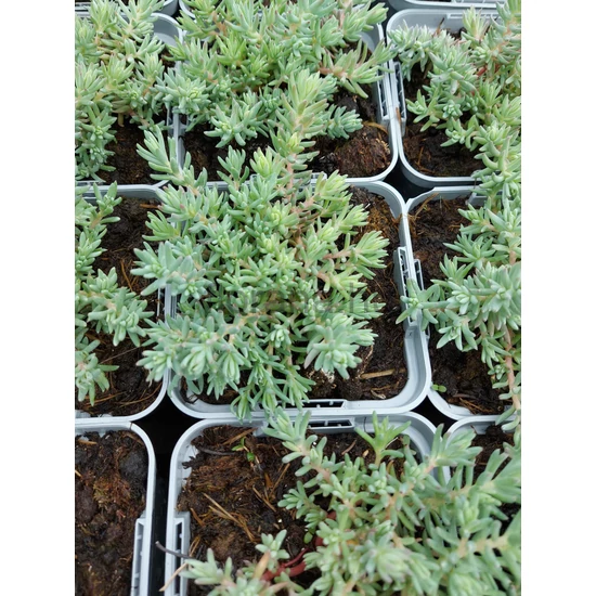 Kövi varjúháj - Sedum reflexum