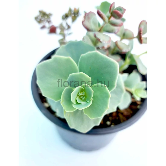 Októberi varjúháj - Sedum sieboldii