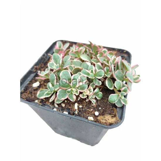 Kaukázusi varjúháj - Sedum spurium 'Tricolor'