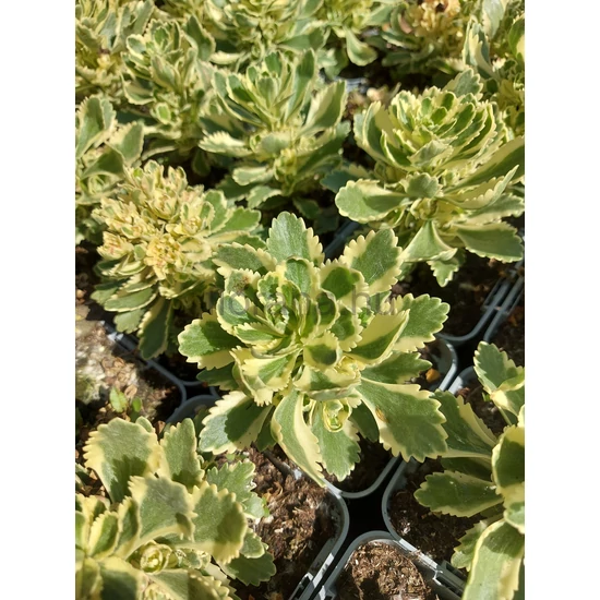 Koreai varjúháj - Sedum takesimense 'Atlantis'